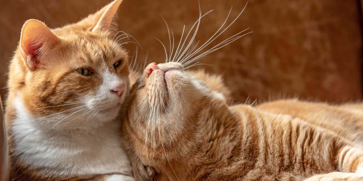 Deux chats qui s'entendent bien