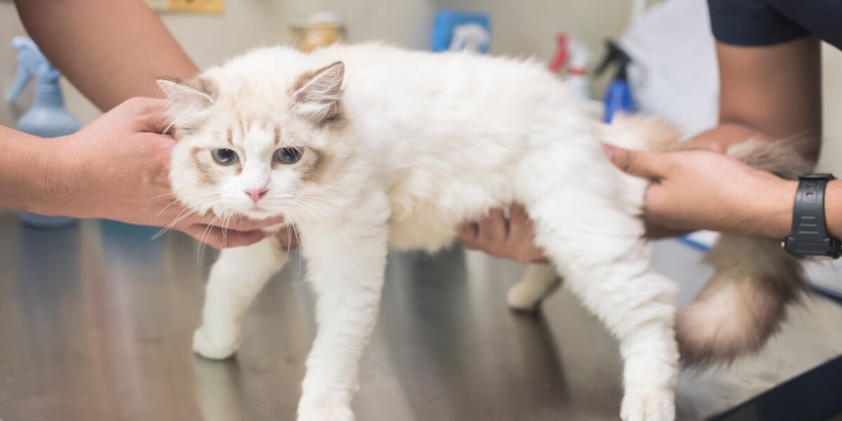 Le vétérinaire palpe le ventre du chat et sent l'estomac