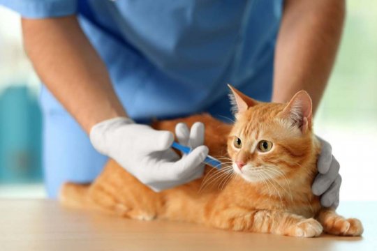 Comment aider votre chat à se sentir mieux après les vaccinations