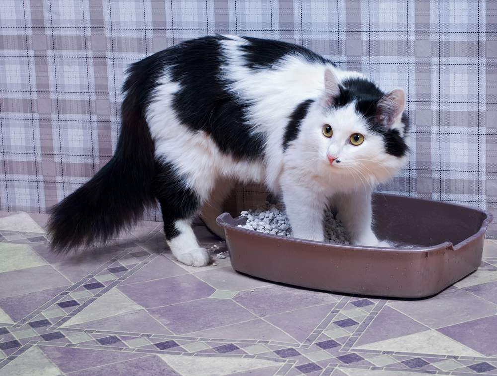 Un jeune chat utilise la cuvette des toilettes