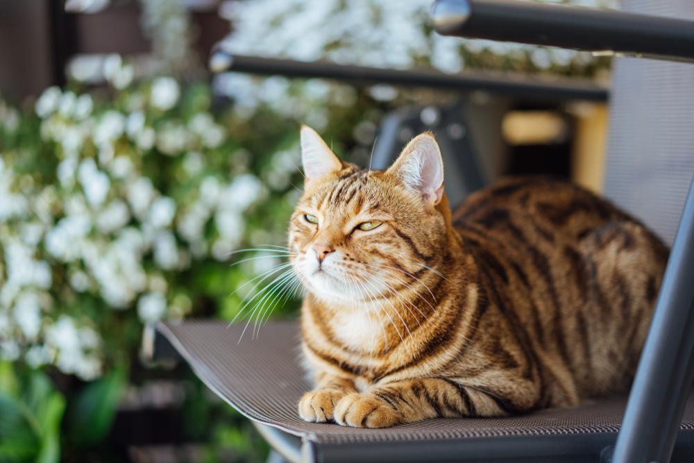 chat du bengale essayant de ne pas dormir