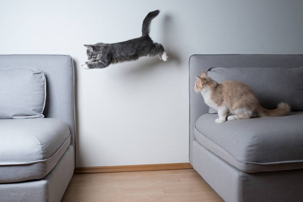 chaton Maine Coon tabby bleu sautant d'un canapé à l'autre