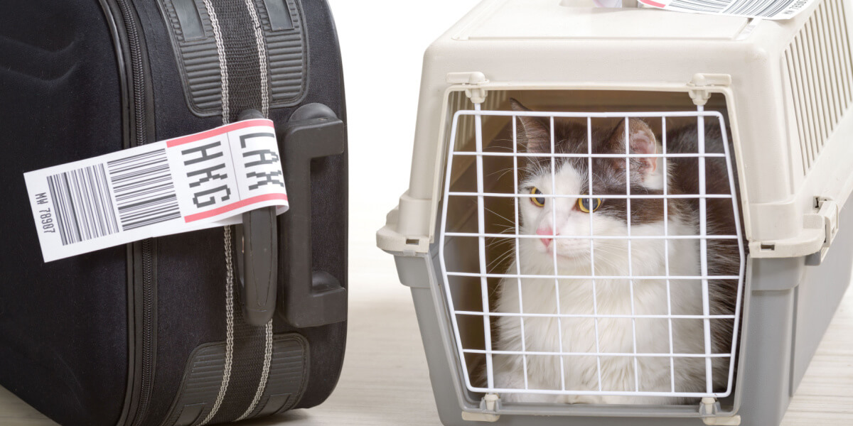 cage de transport pour chat près de la valise