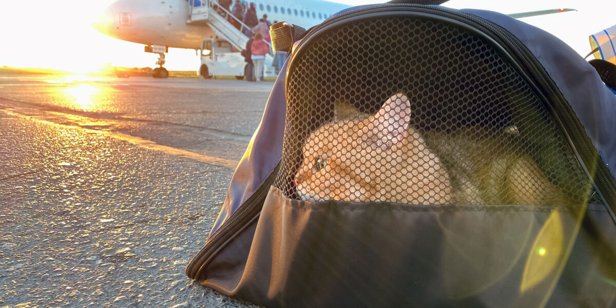 Chat dans une cage à côté d'un avion