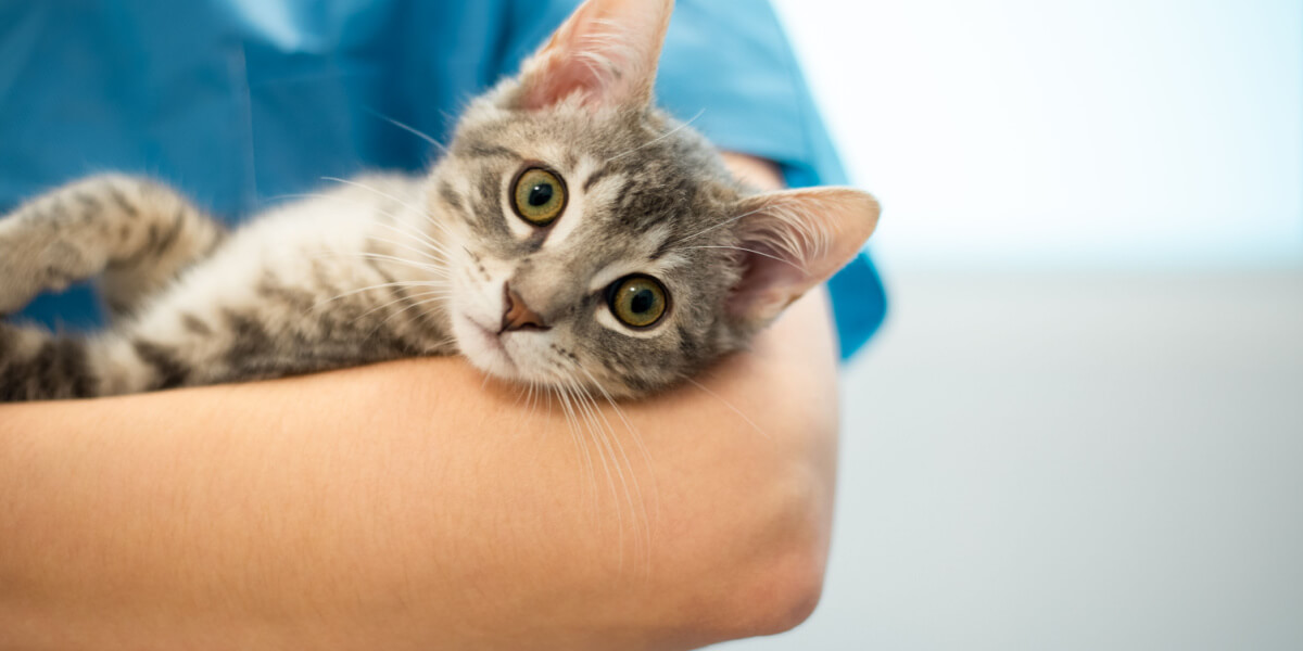 Image d'un chat chez le vétérinaire.