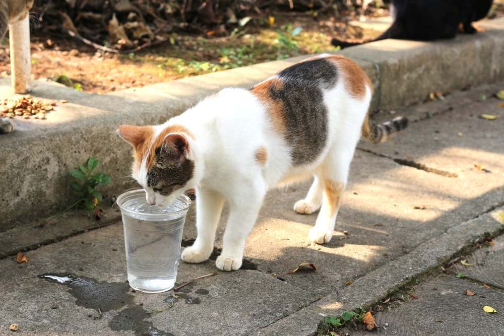 le chat boit et mange de la nourriture sur le sol