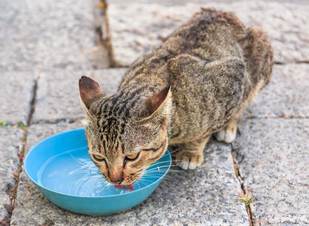 chat boit de l'eau