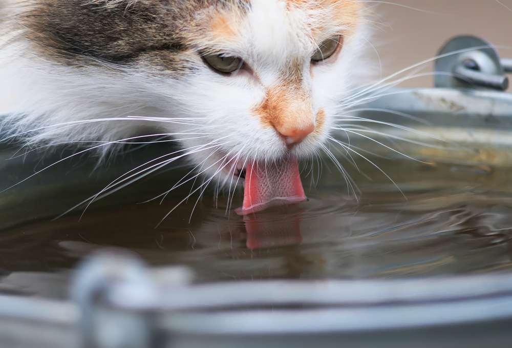 Le chat boit avec impatience de l'eau dans le seau en fer