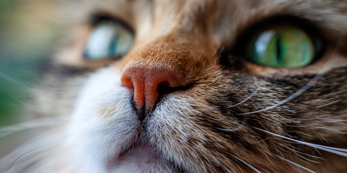 Gros plan du visage d'un chat, mettant en valeur ses détails complexes et ses traits expressifs, capturant l'essence de la beauté et de la curiosité félines.