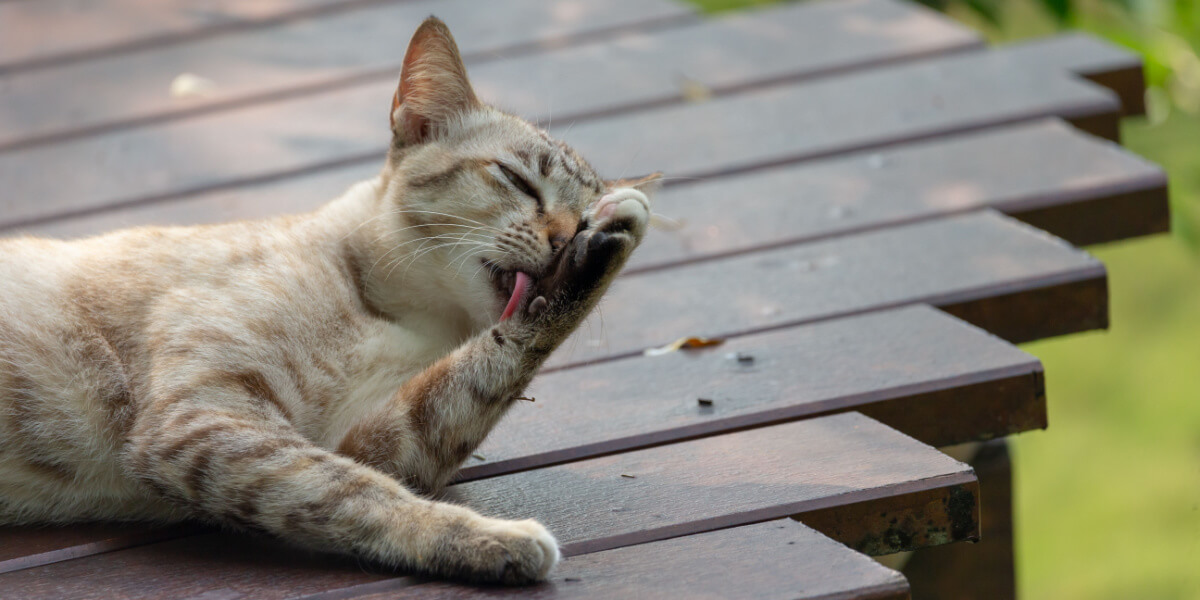 Image d'un chat qui se toilette.