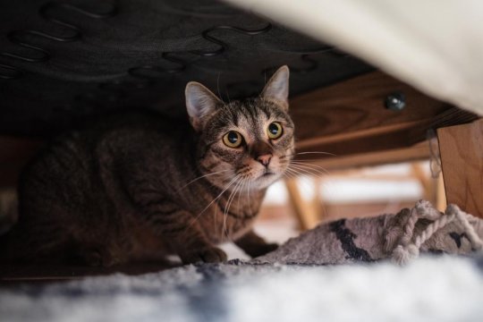 9 signes courants indiquant que votre chat est traumatisé et comment l ...