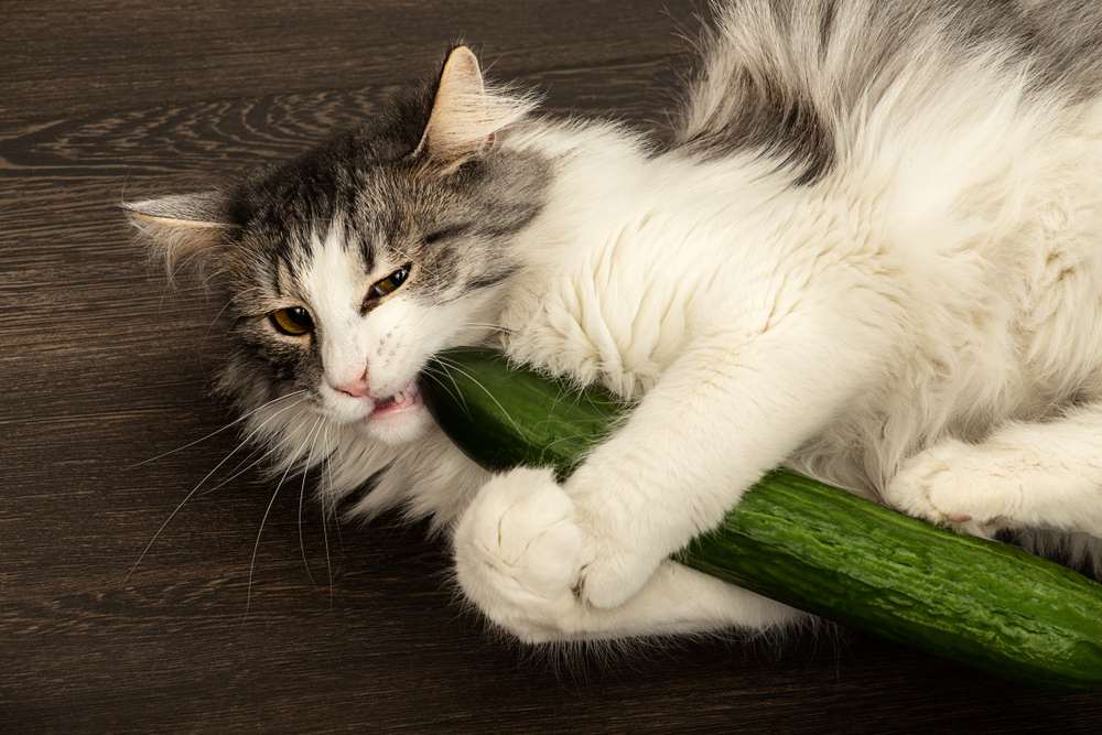 Le chat joue avec un concombre