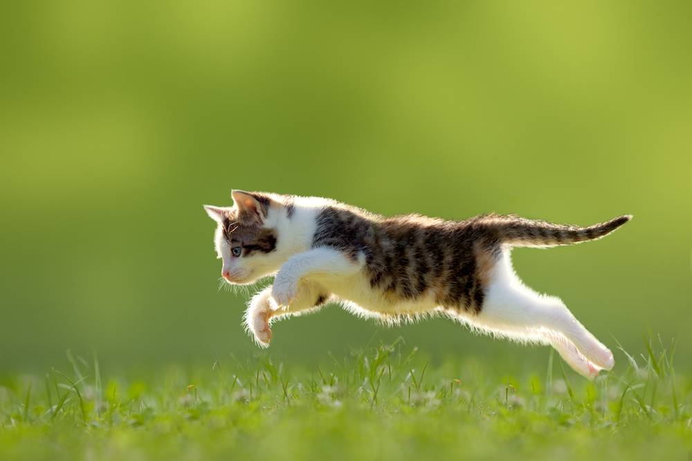 L'image représente une scène dynamique d'un chat en plein bond.