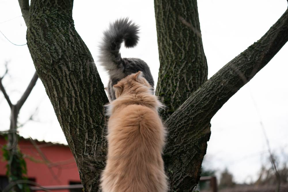 Un chat sent les fesses d'un autre chat à l'extérieur