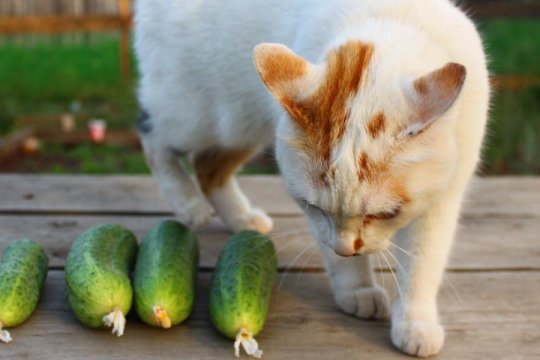 Pourquoi les chats détestent-ils les concombres ? Explication par un vétérinaire.