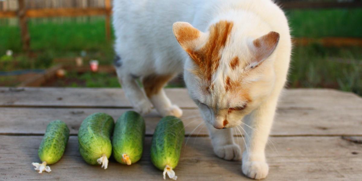 chat qui sent les concombres