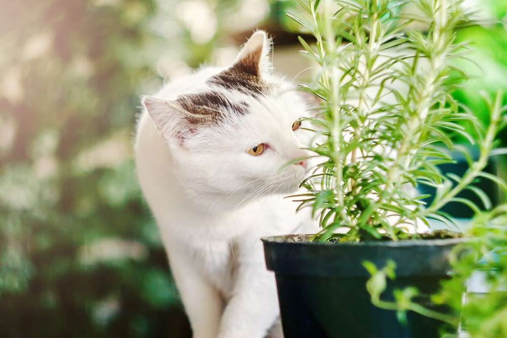 chat reniflant des herbes