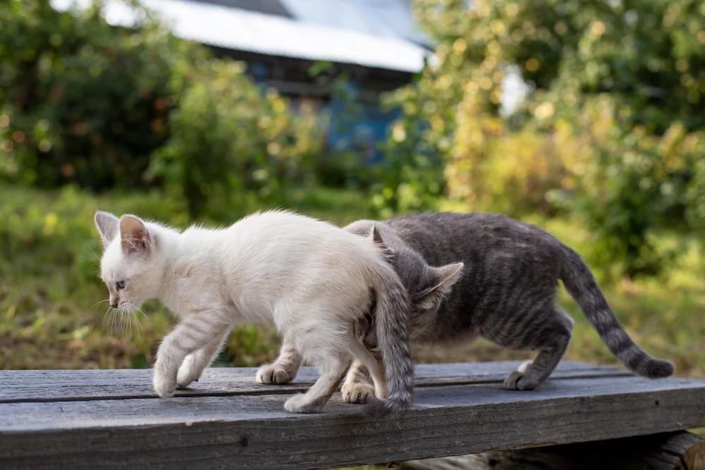 Image capturant un chat curieux engagé dans une enquête olfactive, utilisant son odorat aiguisé pour explorer son environnement.