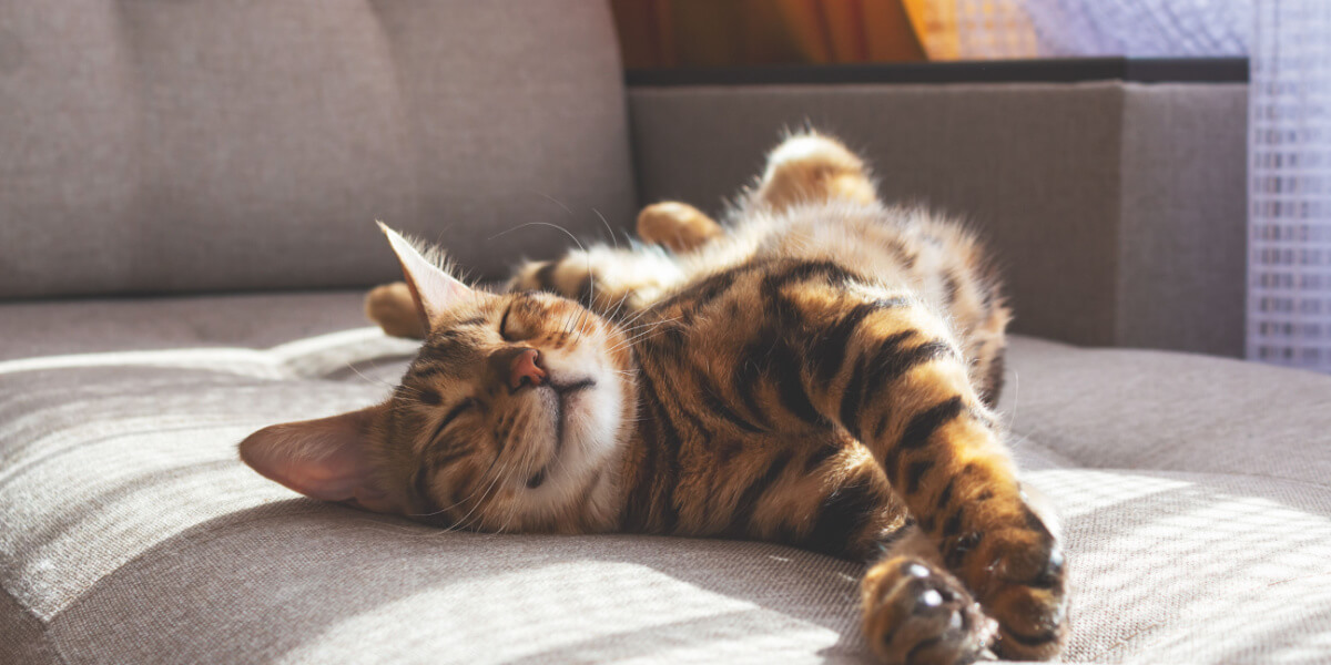 Un chat tigré orange se prélassant au soleil chaud, allongé sur un rebord de fenêtre, les yeux fermés et une expression satisfaite.