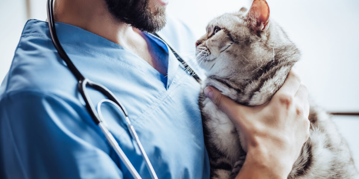 Image représentant un chat chez le vétérinaire, soulignant l'importance des contrôles réguliers et des soins médicaux pour maintenir la santé et le bien-être d'un félin.