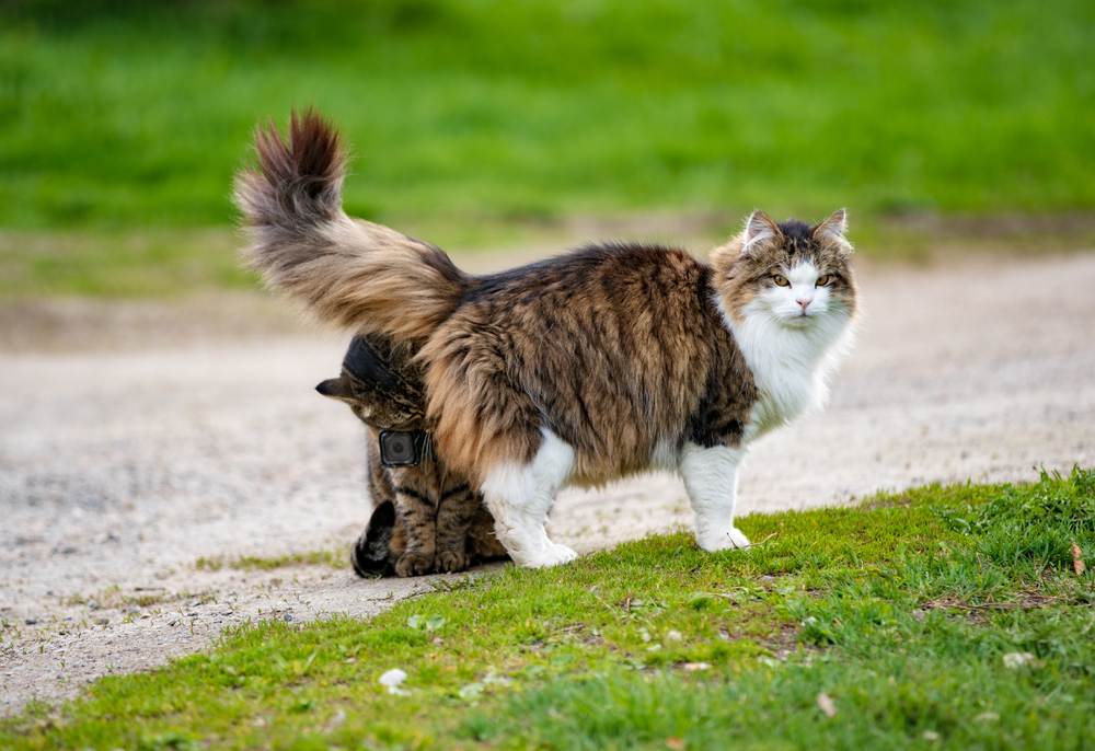 Image d'un chat portant une caméra d'action, capturant une perspective unique alors qu'il renifle un autre chat, présentant les interactions sociales félines d'une manière innovante.