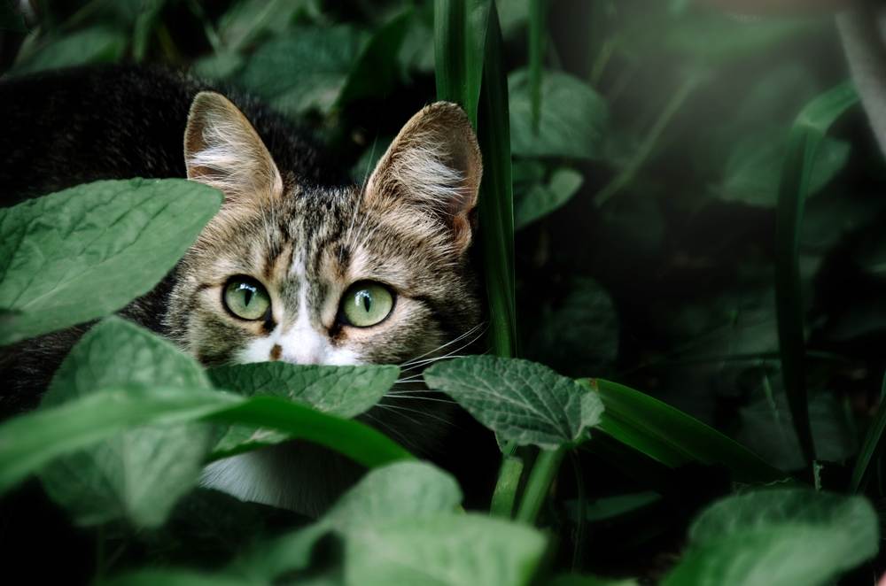 Un chat aux yeux verts se cache dans les feuilles vertes du jardin