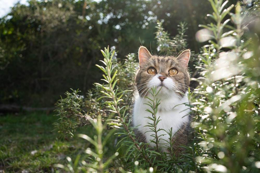 chat mignon debout dans un buisson de romarin