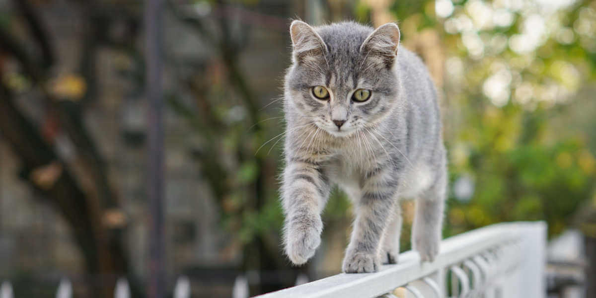 chat marchant à travers la clôture