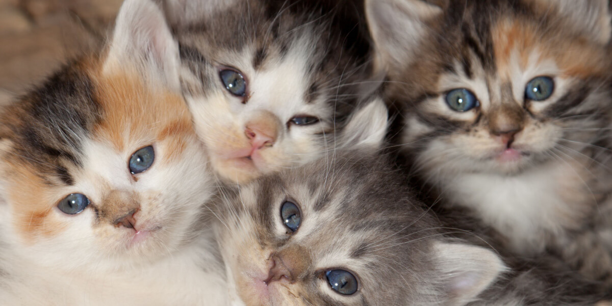 Quatre chatons mignons