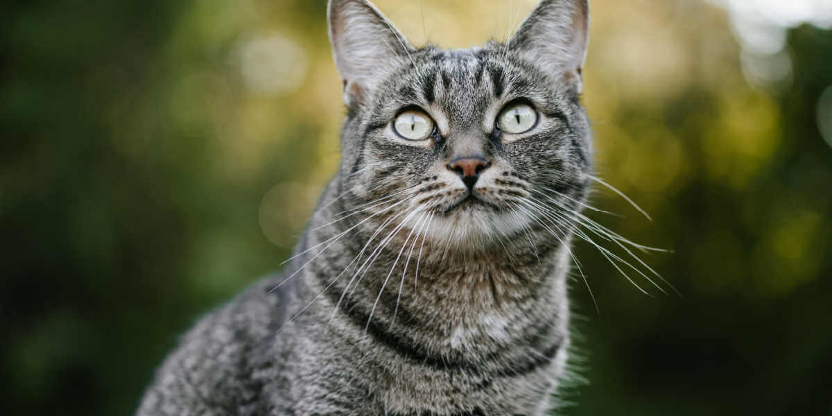 chat tigré regardant vers le haut