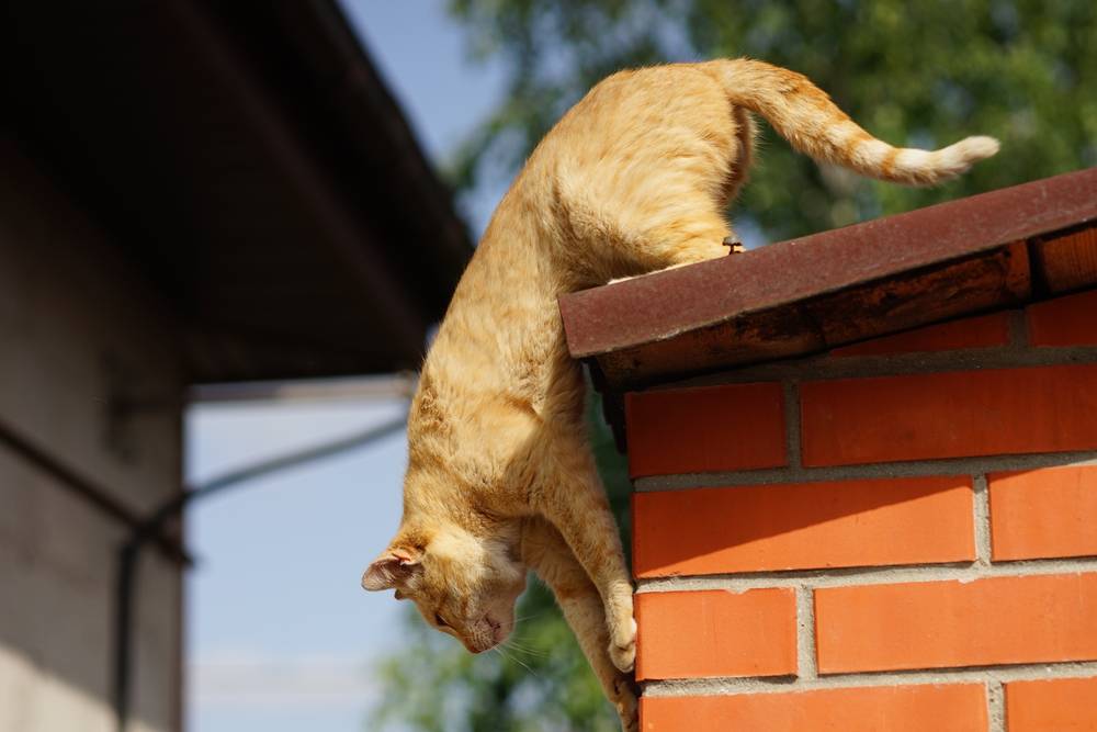 Le chat roux est prêt à sauter du toit de la campagne