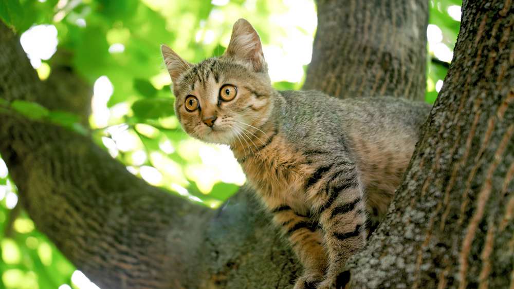 chat gris assis sur la cime d'un arbre dans un jardin