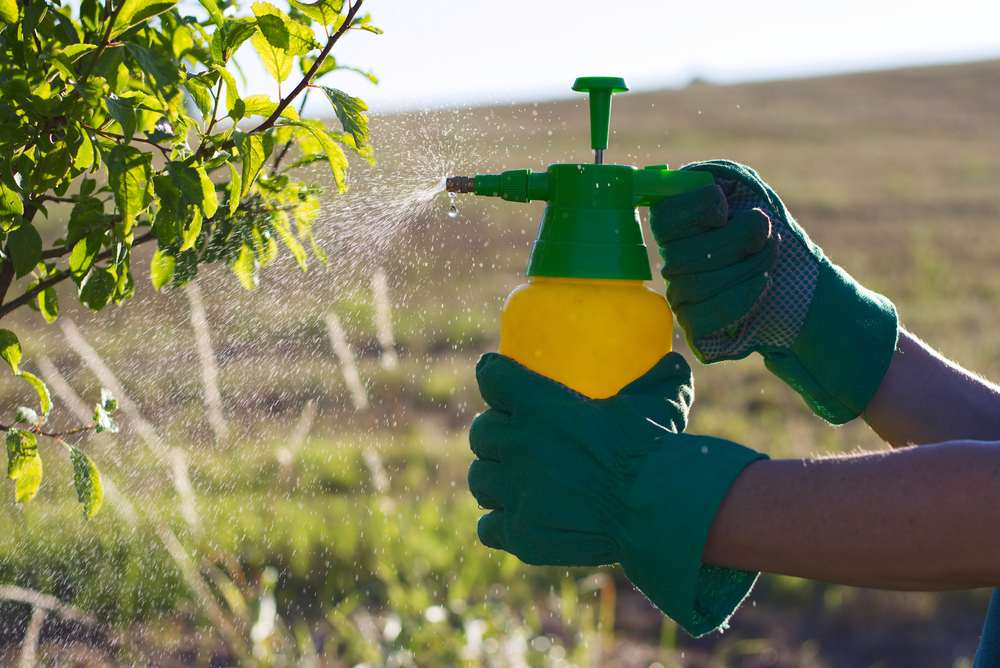 pulvérisateur manuel avec pesticides dans le jardin