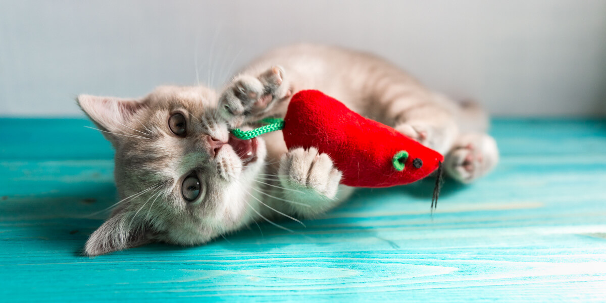 Chaton jouant avec un jouet