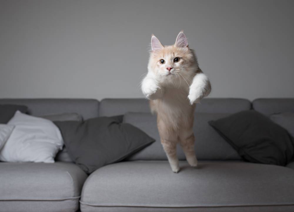 chat Maine Coon sur le point de sauter par-dessus le canapé gris