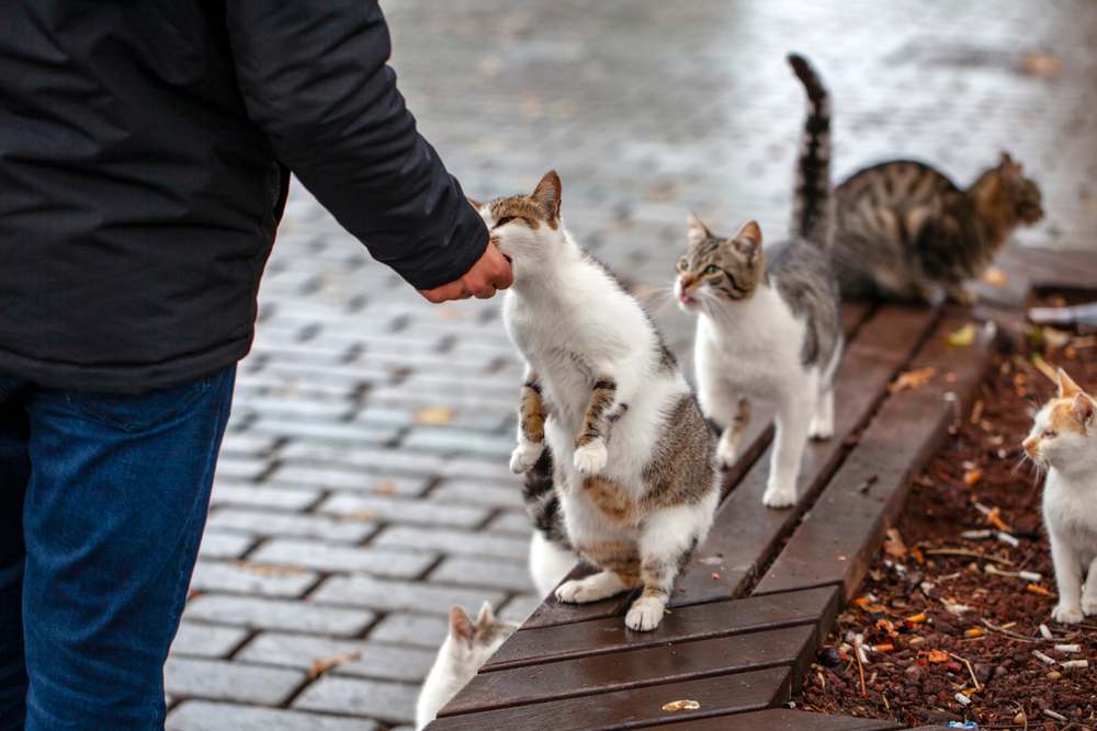 Un homme nourrit des chats errants