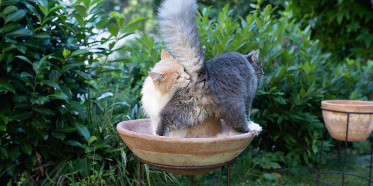 Image représentant un chat se livrant à une enquête olfactive en reniflant l'arrière-train d'un autre chat, un comportement naturel qui facilite la communication et la reconnaissance entre les félins.