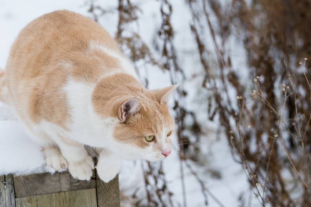 le chat orange est prêt à bondir de son perchoir