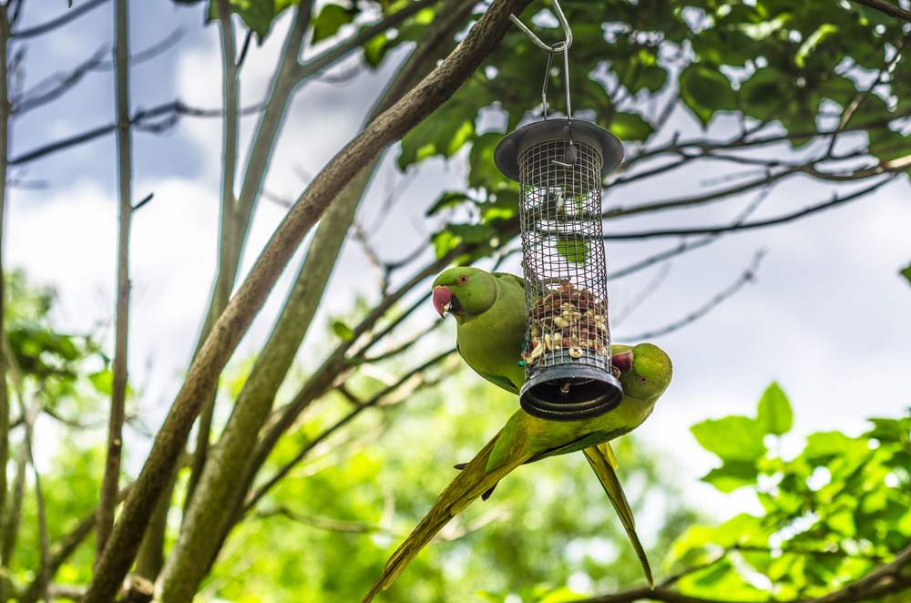 perruches mangeant et suspendues à une mangeoire à oiseaux