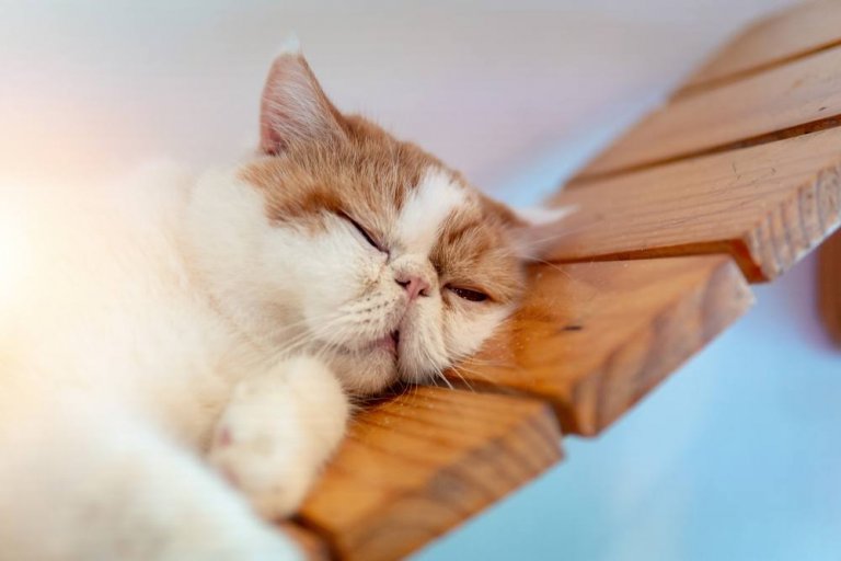 Pourquoi mon chat ronfletil si fort ? 4 raisons courantes