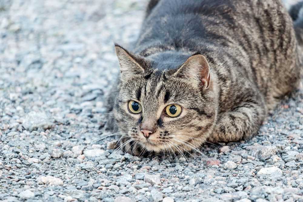 chat rayé marron couché sur le sol