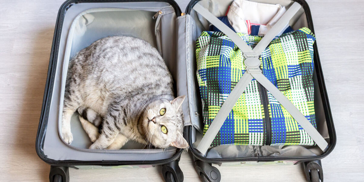 chat dans une valise