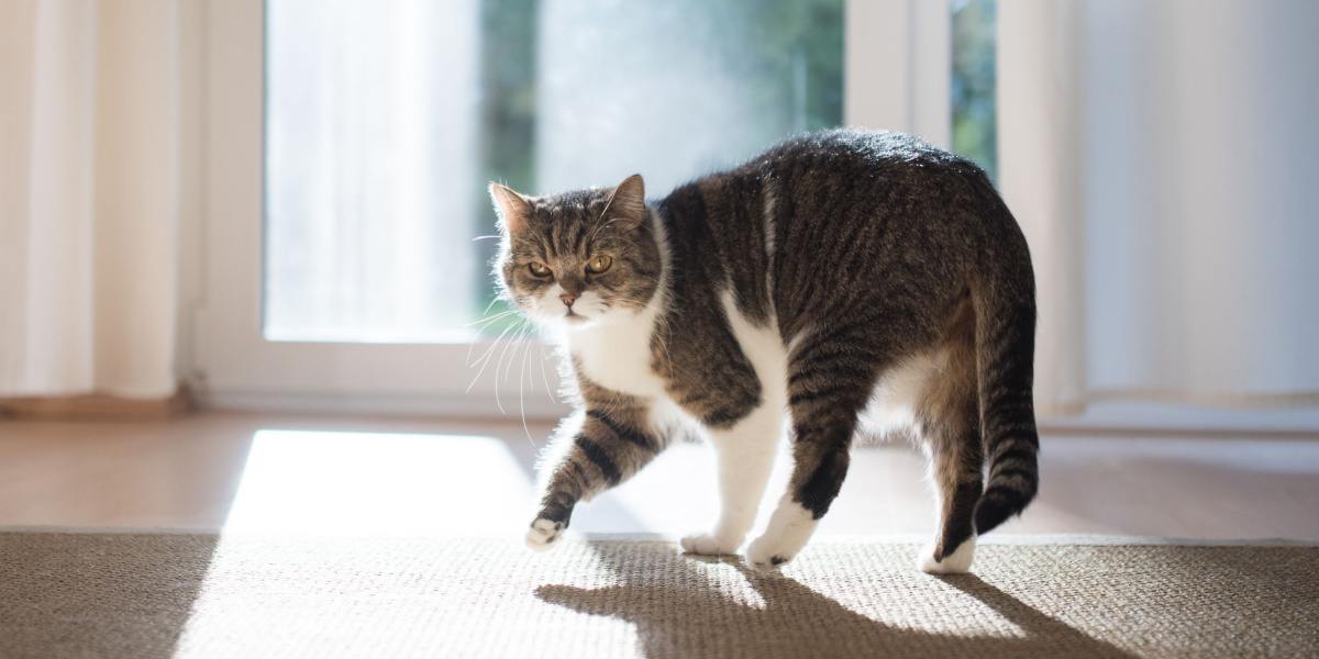 chat tigré blanc à poil court british