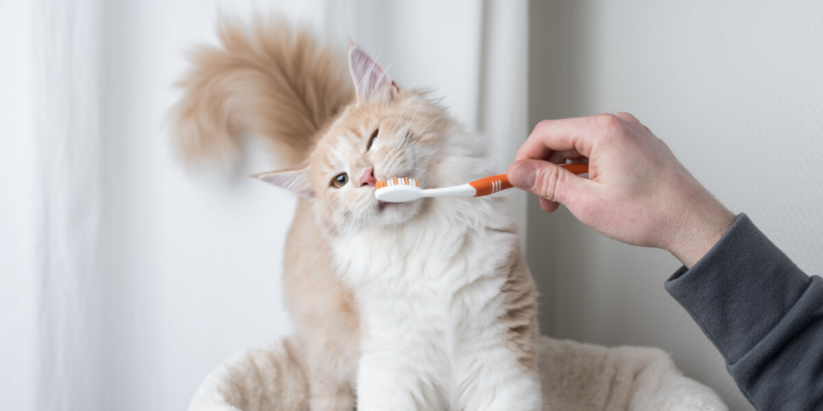 Chat dont les dents sont brossées