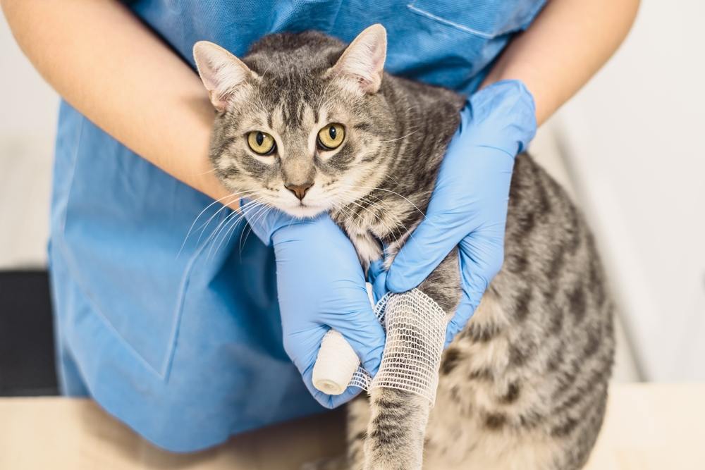 médecin vétérinaire faisant un bandage