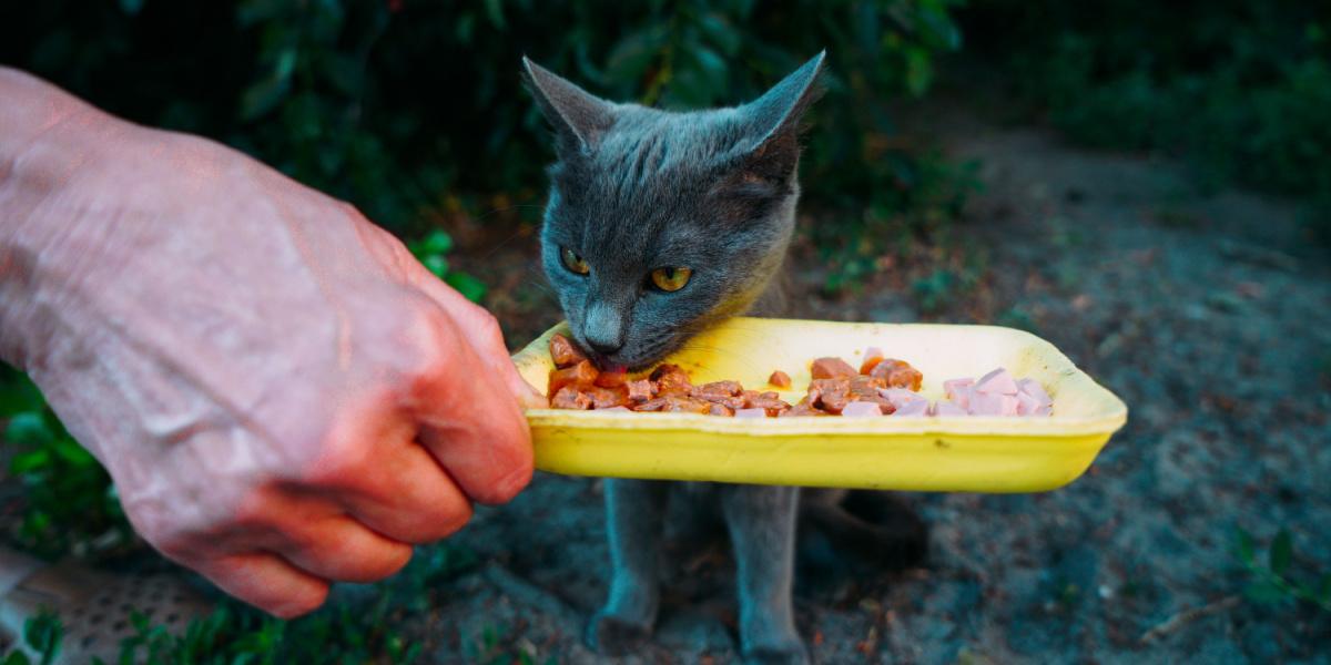 Un bénévole nourrit un chat errant gris affamé