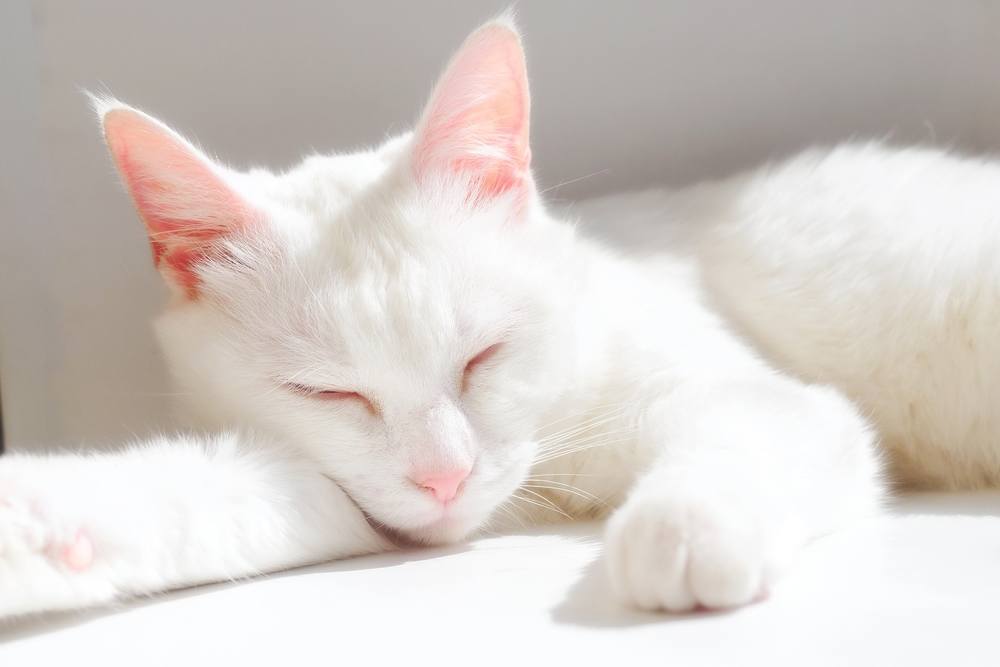 L'image représente un chat blanc dans un état de sommeil paisible.