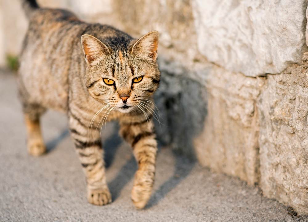 Un chat gris rayé marche le long de la route