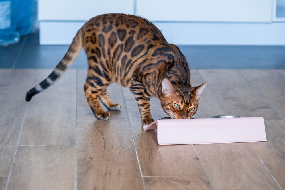 Un beau chat du Bengal mange de la nourriture dans un bol