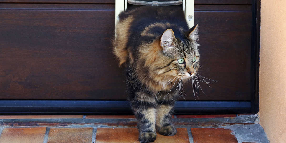 Un chat curieux jette un œil à travers une chatière vers l'extérieur, se demandant s'il doit s'aventurer dehors.